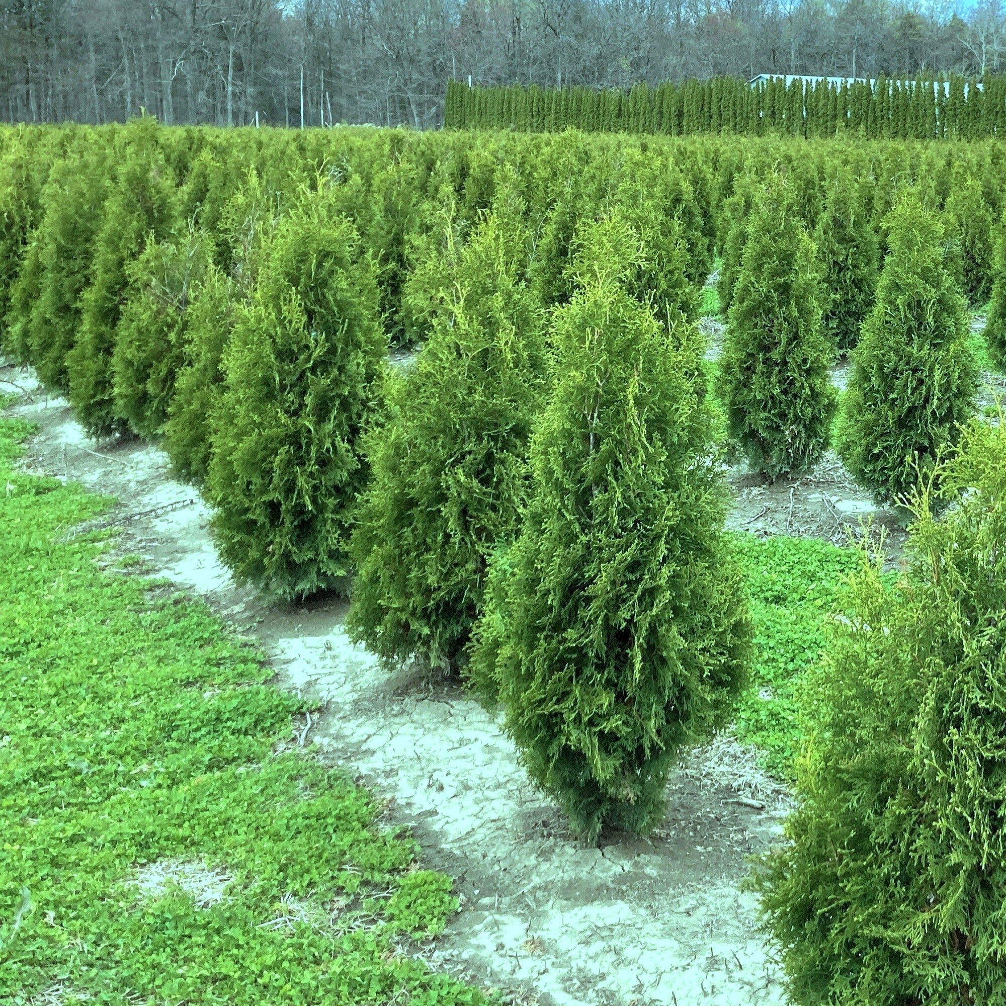 Thuja occidentalis 'Brandon' (Cèdre ‘Brandon’)