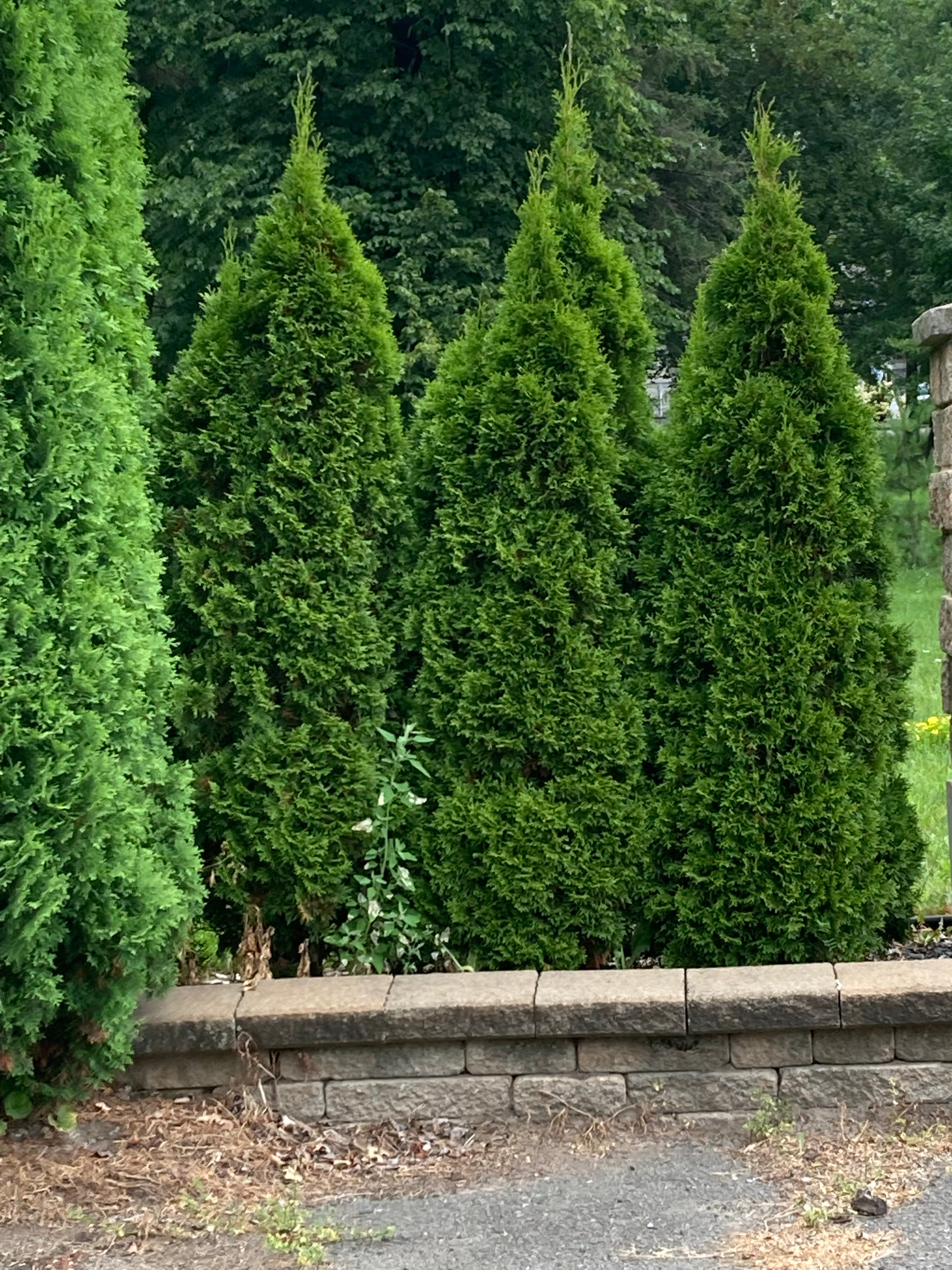 Thuja occidentalis 'Smaragd' Emerald (Cèdre occidental ‘Smaragd‘)