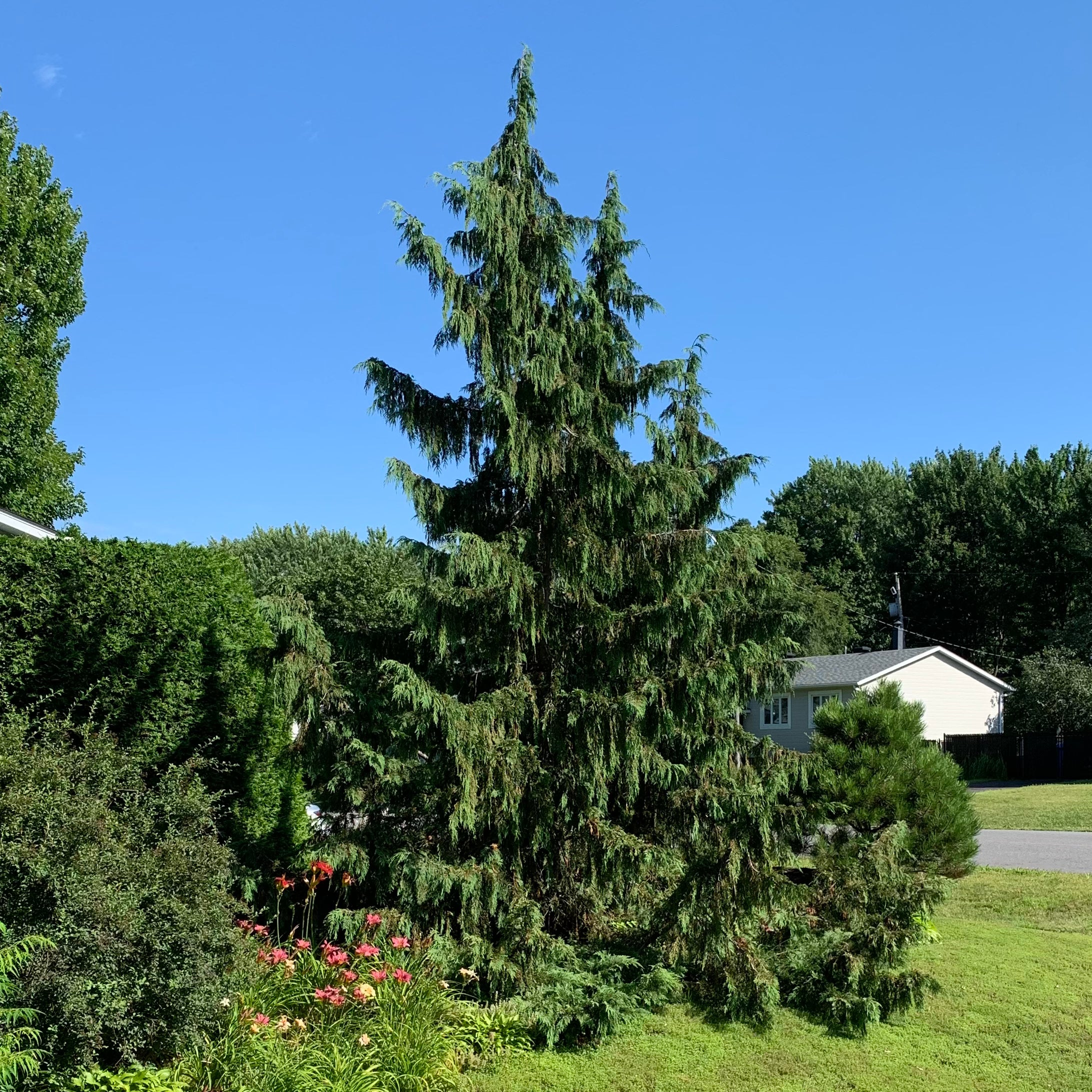 Chamaecyparis nootkatensis 'Pendula' (Faux-cyprès 'pleureur')