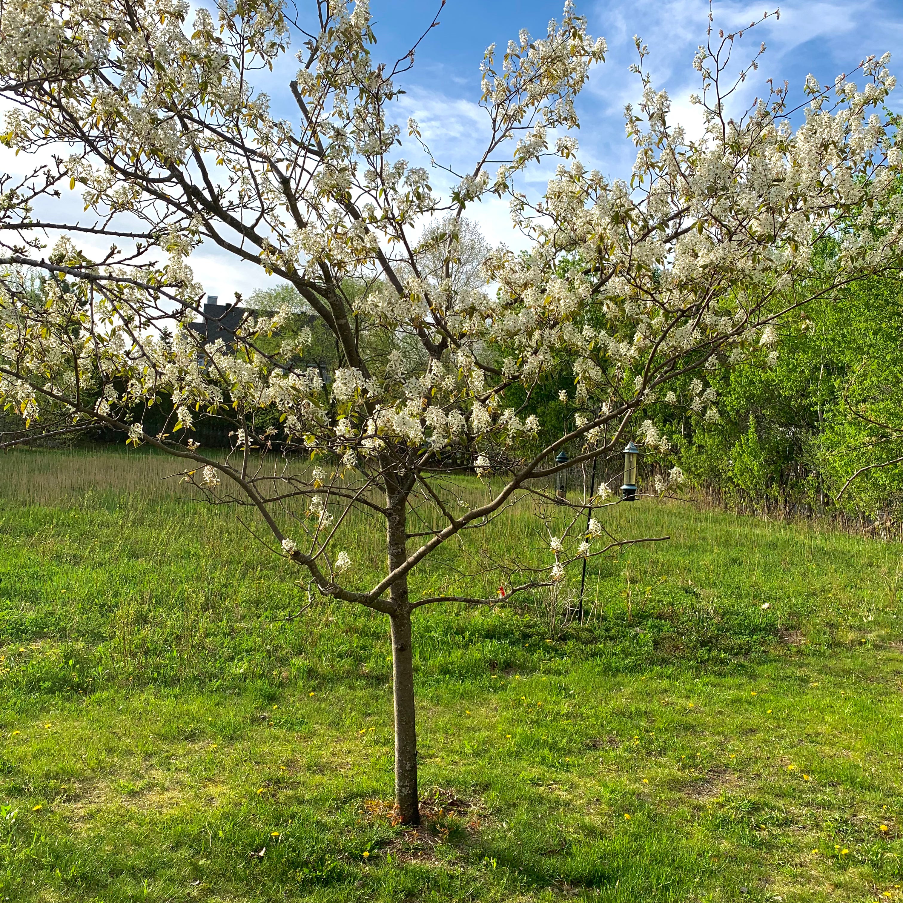 Amelanchier canadensis (Amélanchier du Canada)