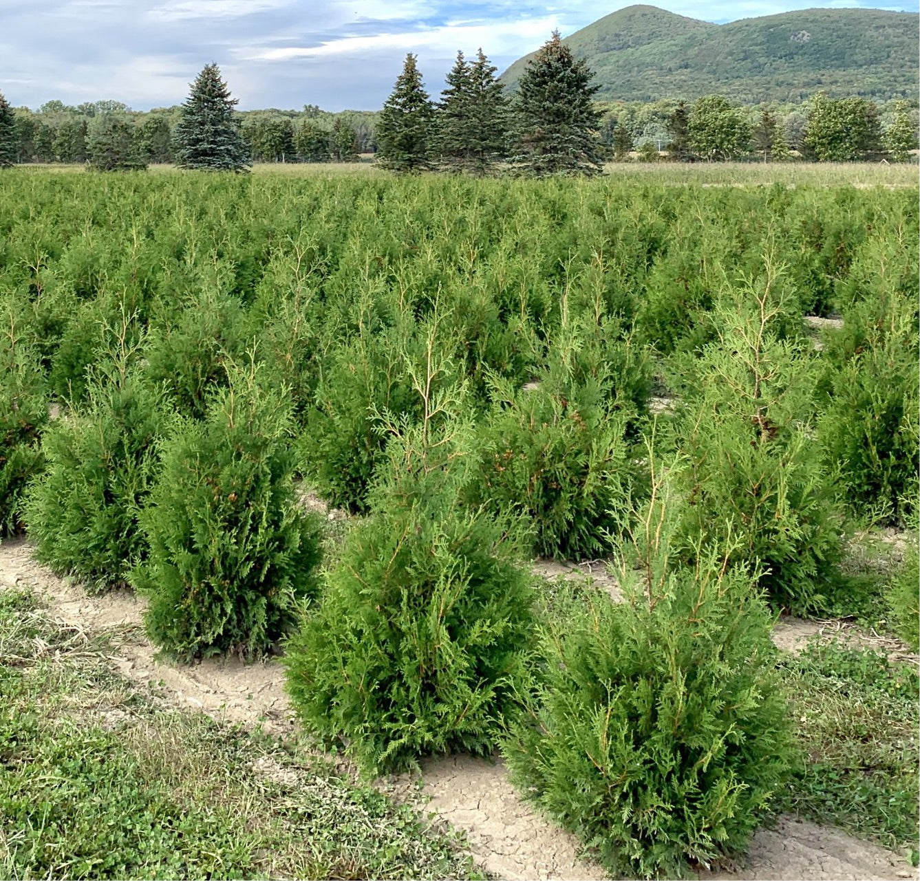 Thuja occidentalis 'Nigra' (Cèdre noir occidental)