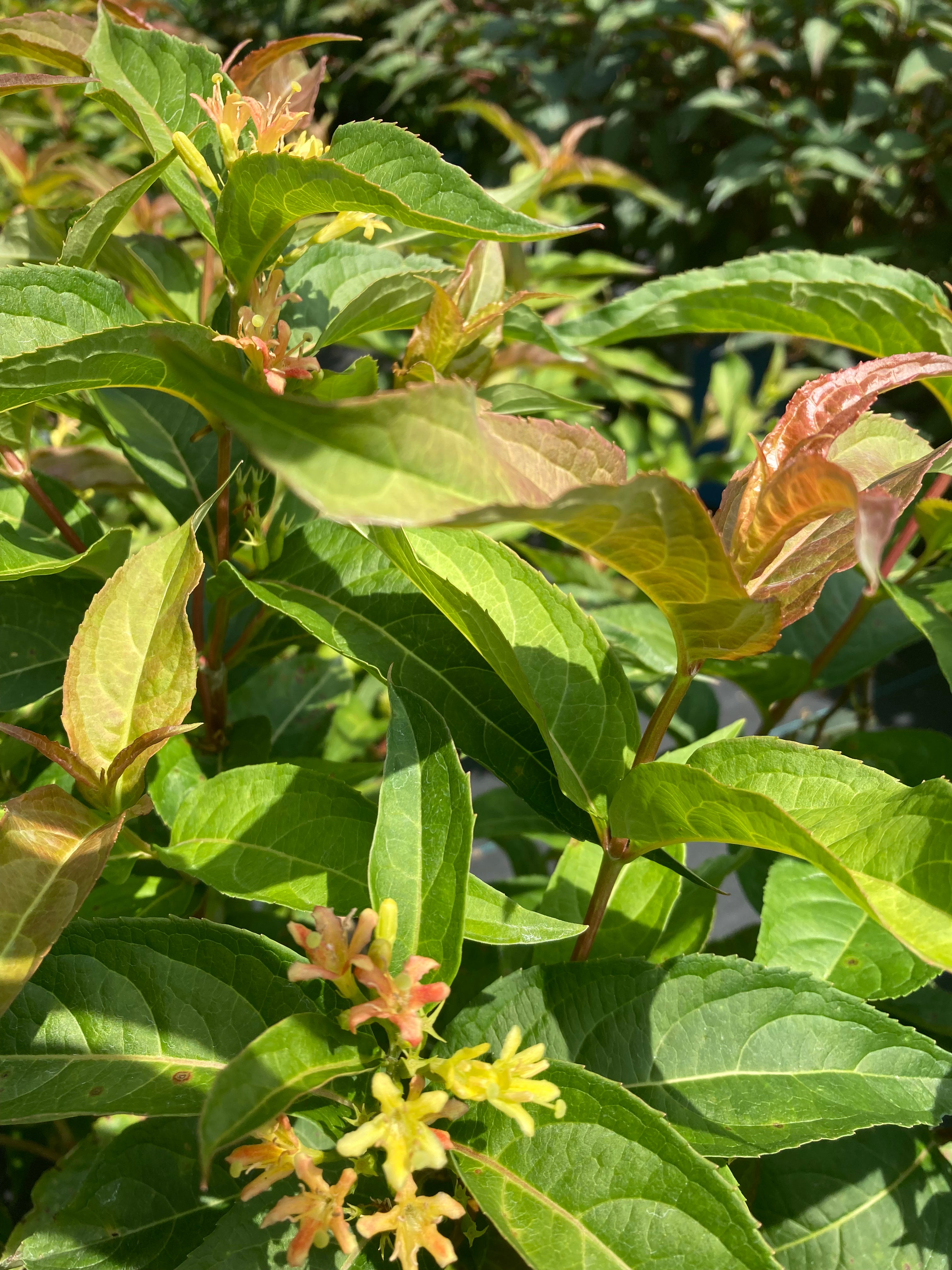 Diervilla 'Kodiak orange' PW (Dierville ‘Kodiak Orange’)