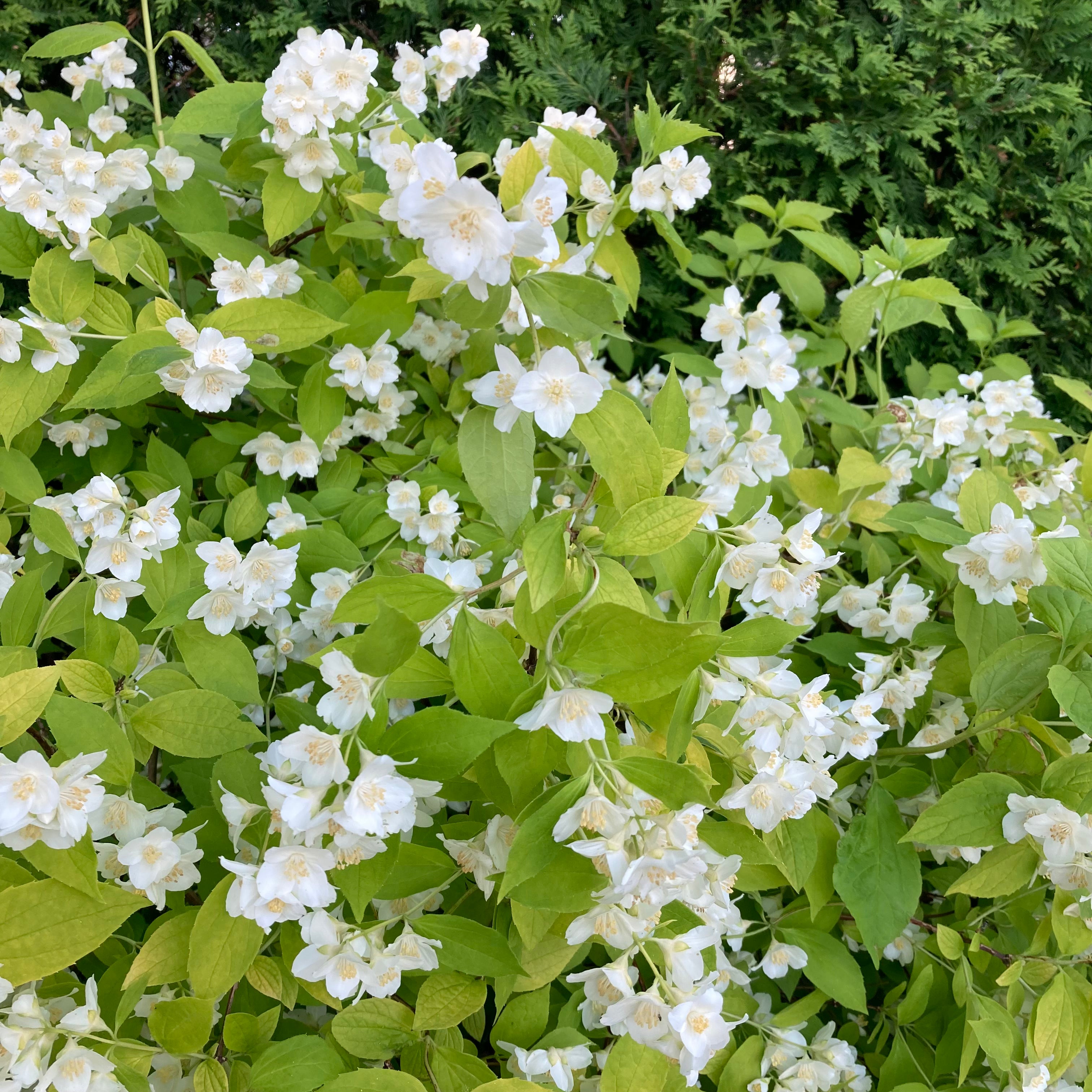 Philadelphus coronarius 'Aureus' (Seringat ‘doré’)