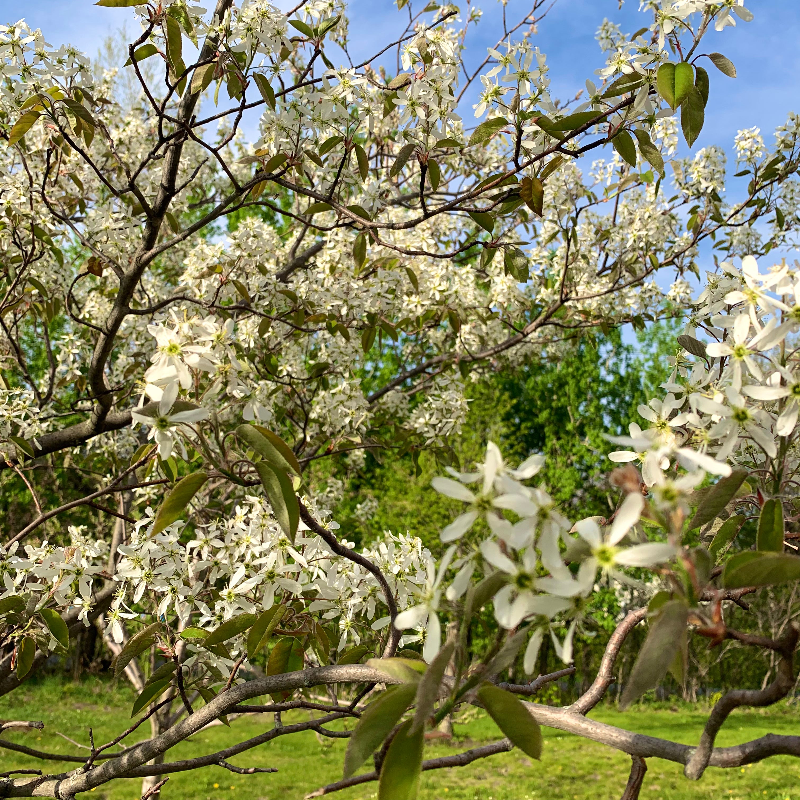 Amelanchier canadensis (Amélanchier du Canada)