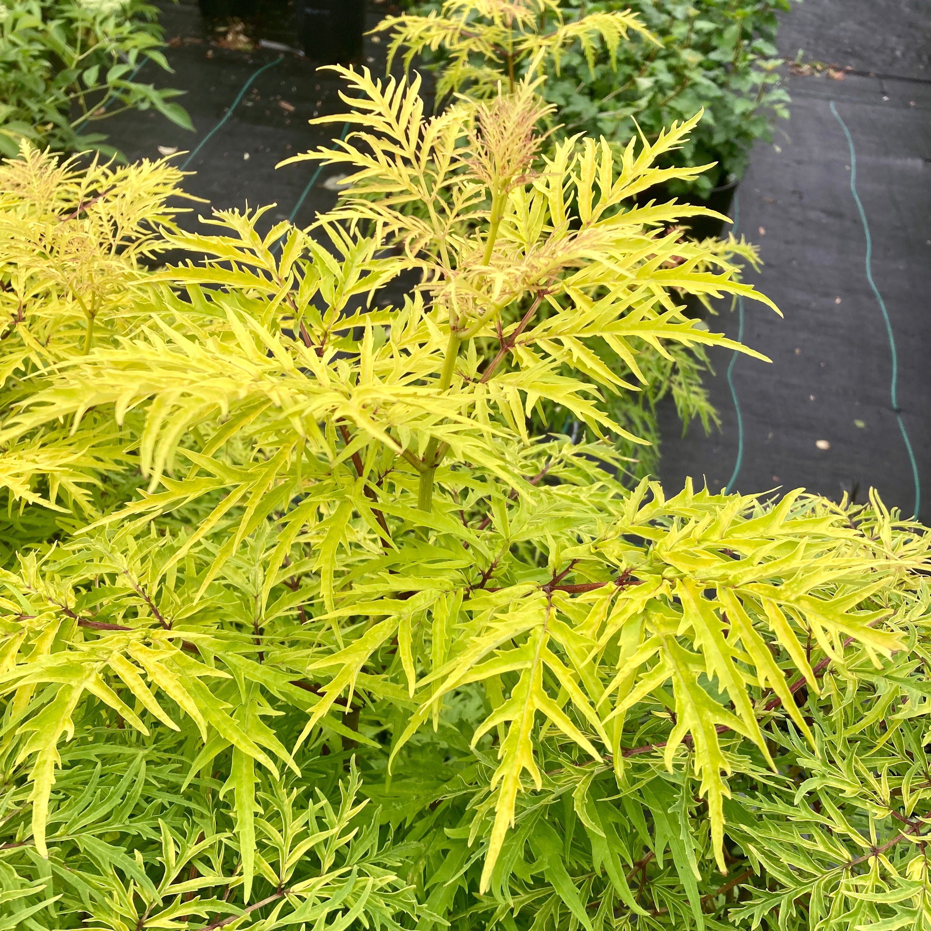 Sambucus racemosa Lemony Lace' PW (Sureau ‘Lemon Lace’)