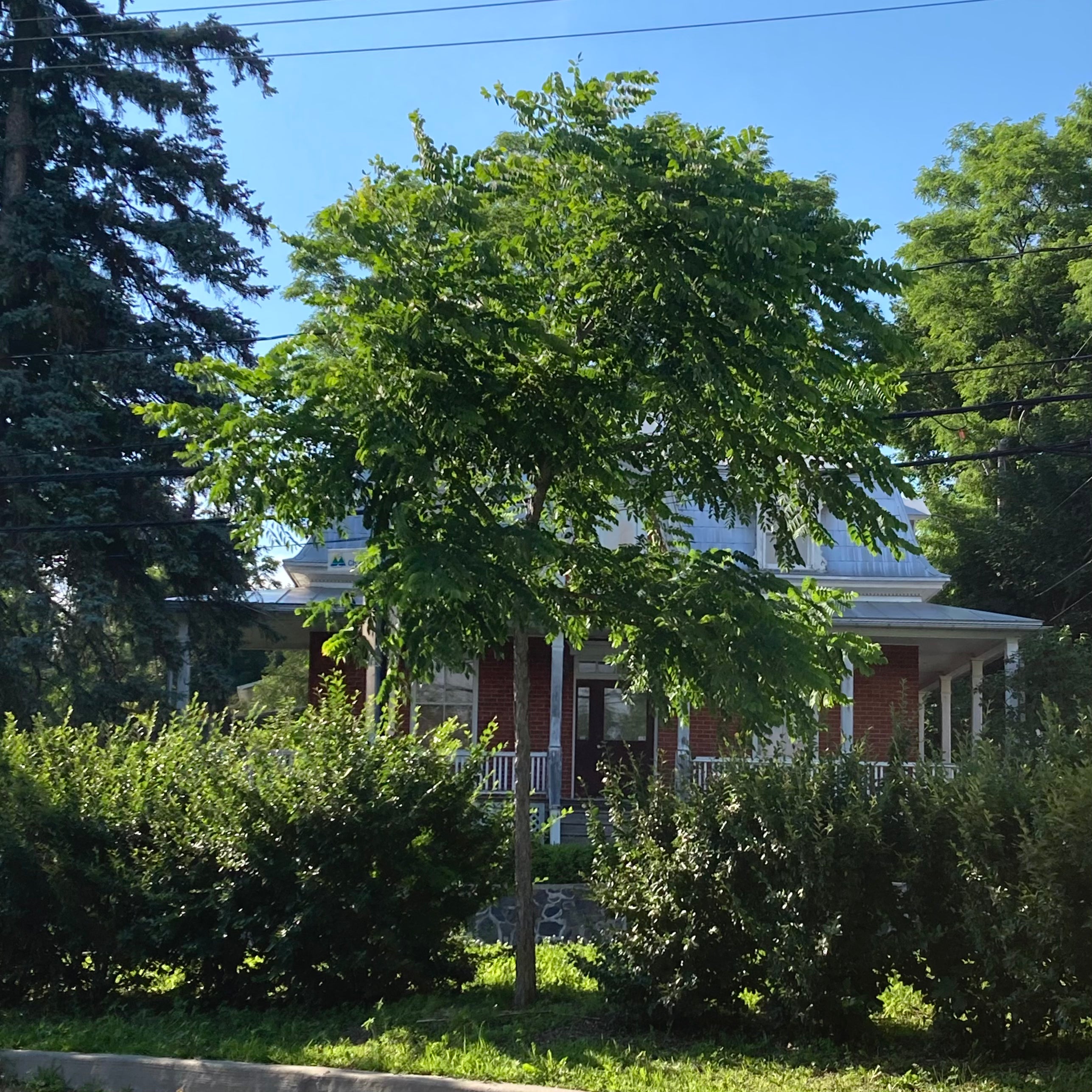 Gymnocladus dioicus (Chicot du Canada, Arbre à café)