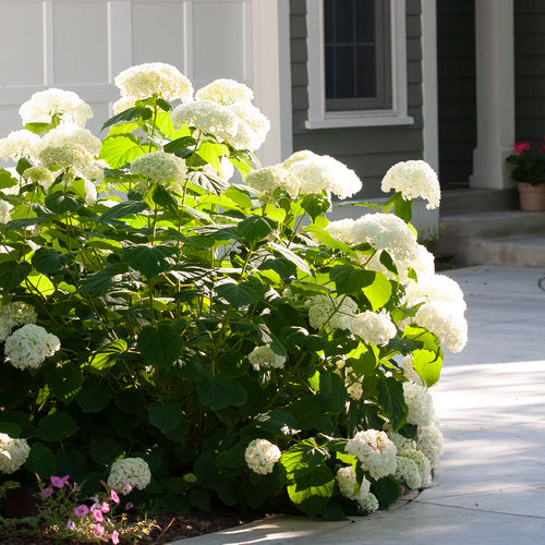 Hydrangea arborescens 'Incrediball' PW (Hydrangea arborescens ‘Incrediball’)