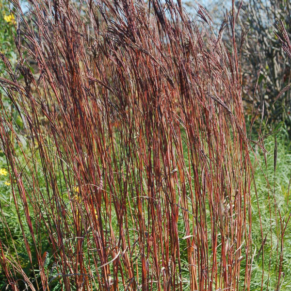 Andropogon 'Indian Warrior' (Barbon de Gérard)