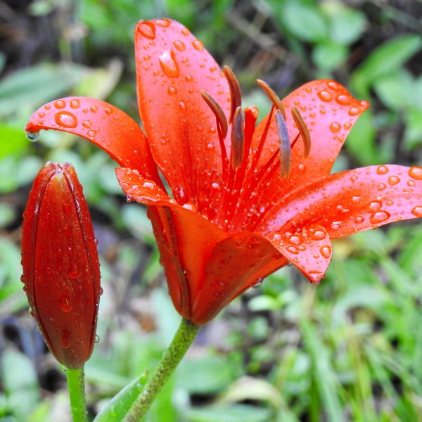 LILIUM asiatique ‘Tiny Hope’