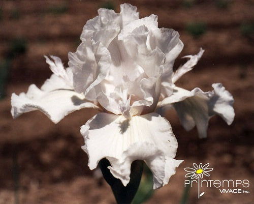 IRIS germanica ‘Cotton Carnival’