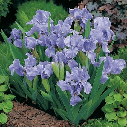 IRIS pumila ‘Blue Denim’