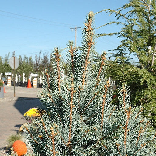 Picea pungens 'Iseli Fastigiata' (Épinette bleue ‘Iseli fastigiata’)