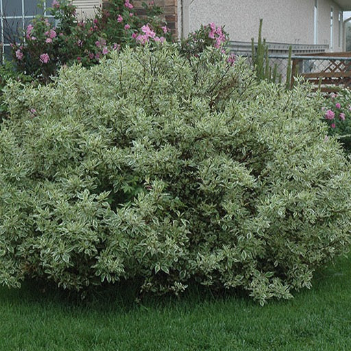 Cornus alba 'Ivory Halo' (Cornouiller blanc ‘Ivory Halo’)