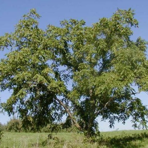 Juglans cinerea (Noyer cendré)