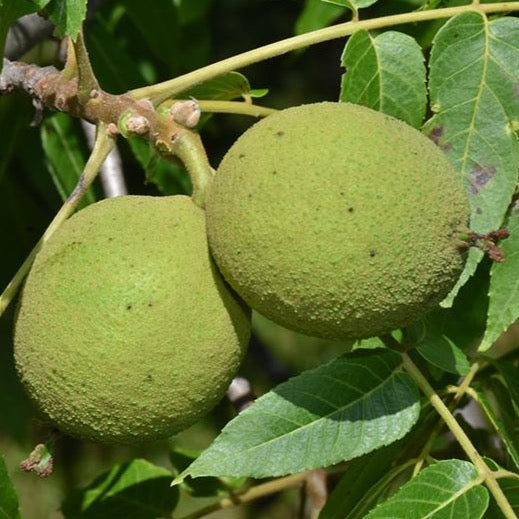 Juglans nigra (Noyer noir)