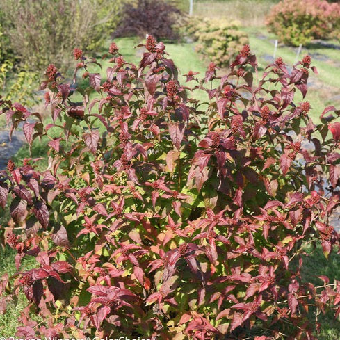 Diervilla 'Kodiak Black' PW (Dierville ‘Kodiak Black’)