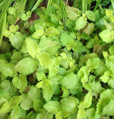 LAMIUM ‘Lemon Frost’