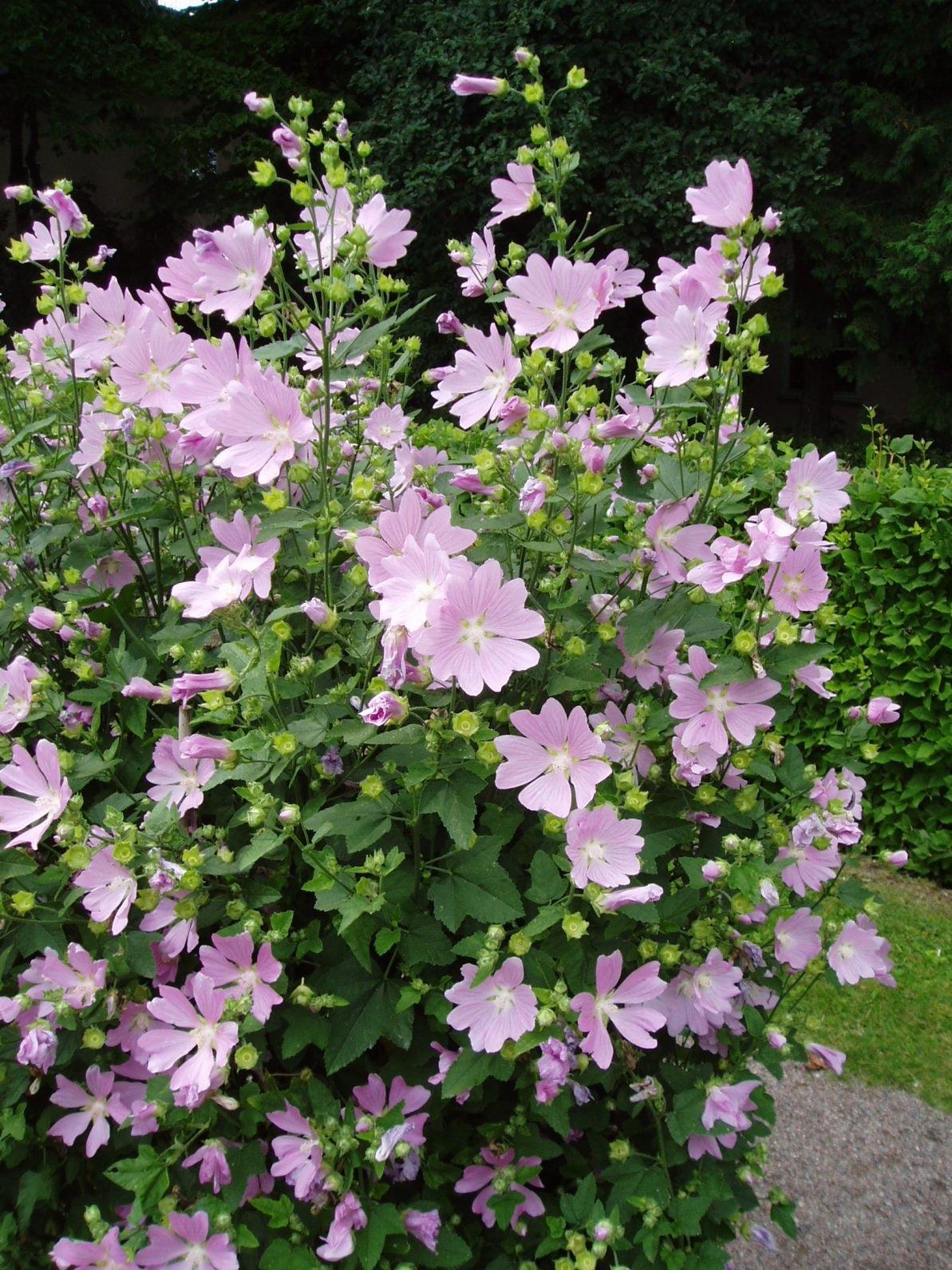 LAVATERA thuringiaca