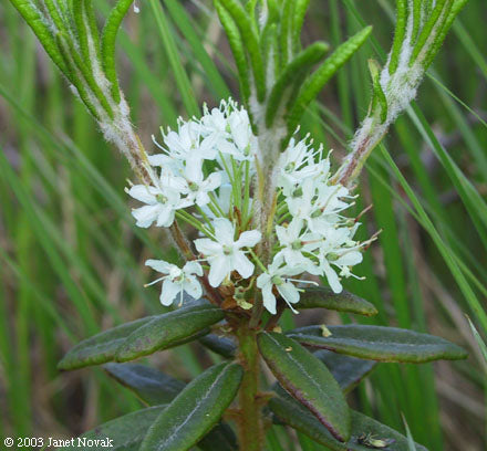 RHODODENDRON groenlandicum