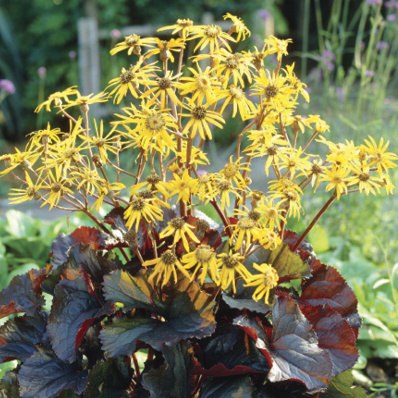 LIGULARIA dentata 'Britt Marie Crawford'