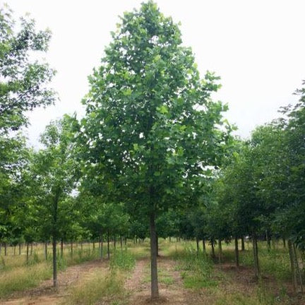 Liriodendron tulipifera 'Emerald City' (Tulipier de Virginie 'Emerald City')