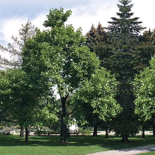 Liriodendron tulipifera (Tulipier de Virginie)