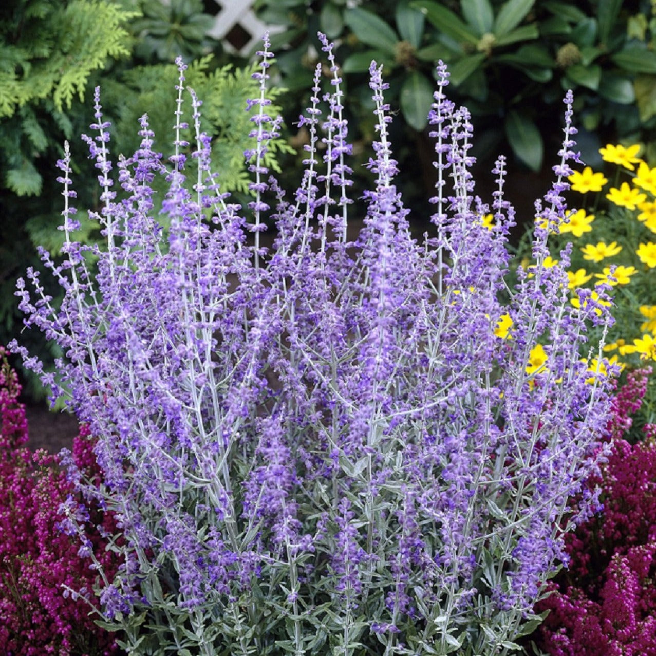 PEROVSKIA atriplicifolia ‘Little Spire’