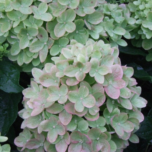 Hydrangea paniculata 'Little Lime' PW (Hydrangée paniculée ‘Little Lime’)