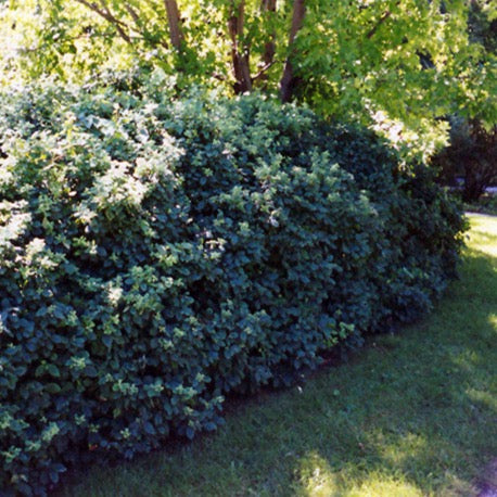 Lonicera x xylosteoides 'Clavey's Dwarf' (Chèvrefeuille ‘Clavey’s Dwarf’)