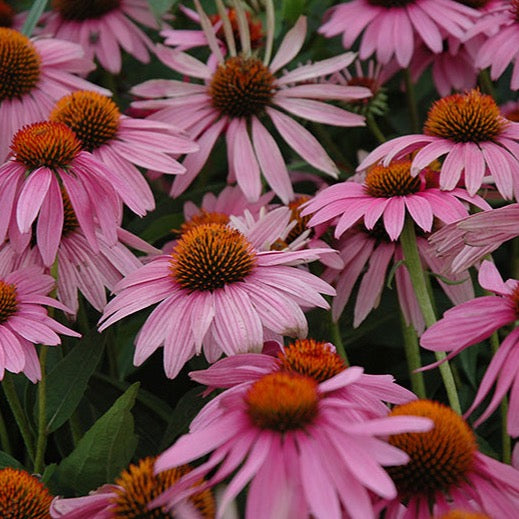 Echinacea purpurea 'Magnus' (Échinacée pourpre 'Magnus')