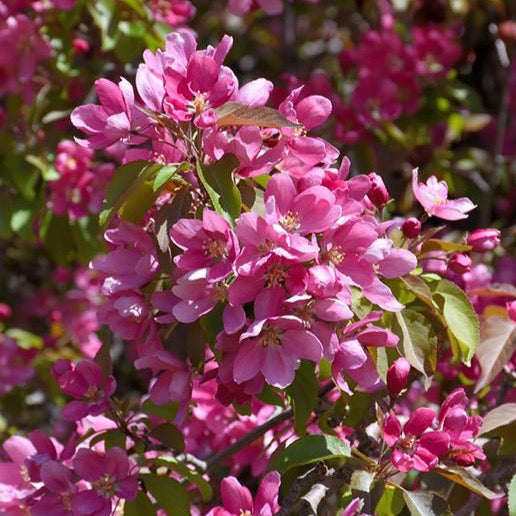 Malus 'Makamik' (Pommetier 'Makamik')