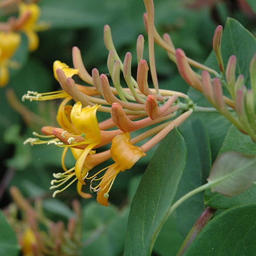 Lonicera brownii 'Mandarin' (Chèvrefeuille ‘Mandarin’)