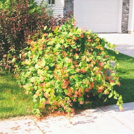 Lonicera brownii 'Mandarin' (Chèvrefeuille ‘Mandarin’)