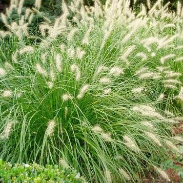 PENNISETUM alopecuroides ‘Hameln’