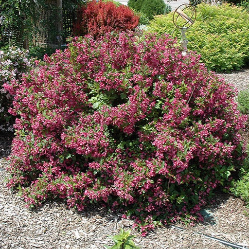 Weigela 'Minuet' (Weigela ‘Minuet’)