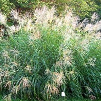 MISCANTHUS sinensis ‘Silberfeder’