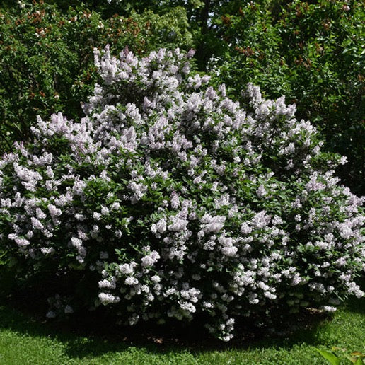 Syringa patula 'Miss Kim' (Lilas ‘Miss Kim’)