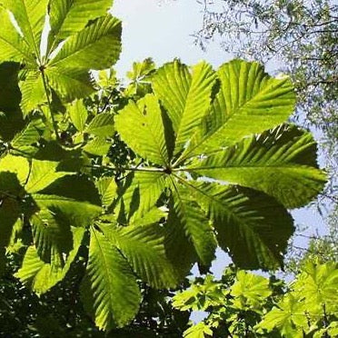 Aesculus hippocastanum 'Baumanii' (Marronnier d'Inde)