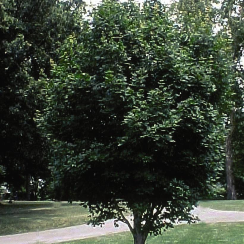 Acer miyabei 'Norton' (Érable ‘State Street’ (Morton)