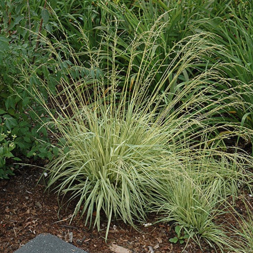 Molinia caerulea 'Variegata' (Molinie Pourpre Panachée)