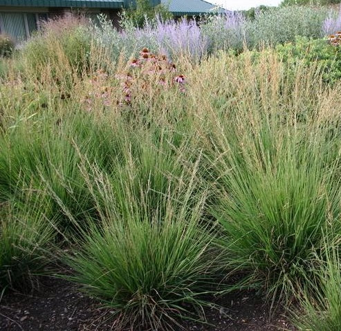 MOLINIA caerulea ‘Moorflamme’