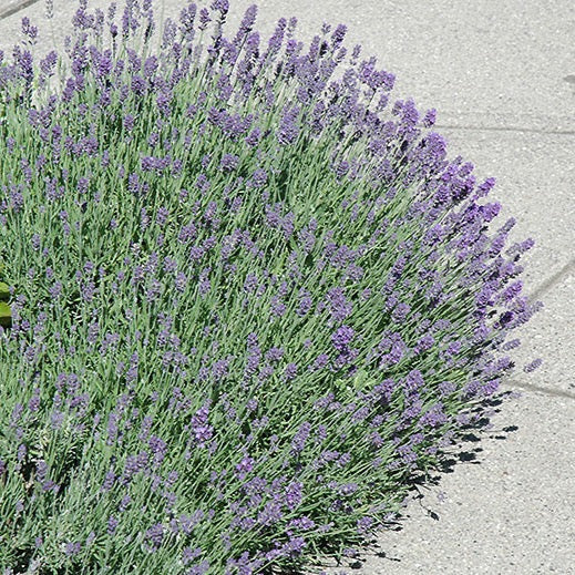 Lavandula angustifolia 'Munstead' (Lavande 'Munstead')