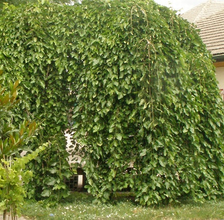 Morus alba 'Pendula' (sur tige) (Mûrier blanc pleureur sur tige)