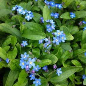 MYOSOTIS sylvatica ‘Victoria Blue’