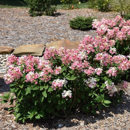 Hydrangea paniculata 'Little Quick Fire' PW (Hydrangée paniculée ‘Little Quick Fire’)