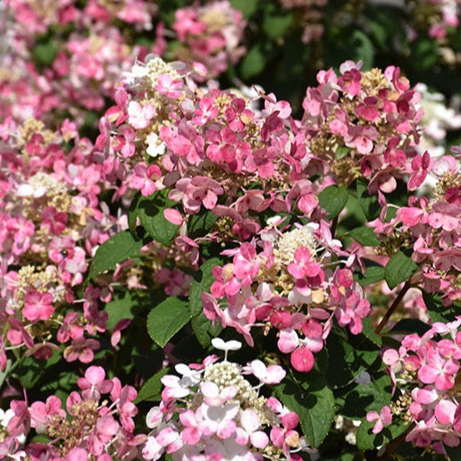 Hydrangea paniculata 'Little Quick Fire' PW (Hydrangée paniculée ‘Little Quick Fire’)