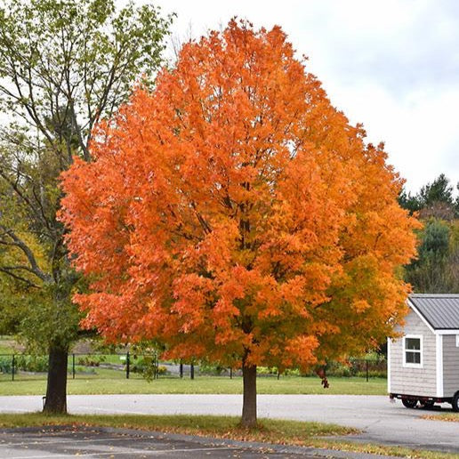 Acer saccharum (Érable à sucre)