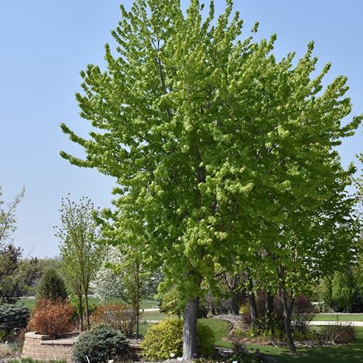 Acer saccharinum 'Silver Cloud' (Érable argenté ‘Silver Cloud’)