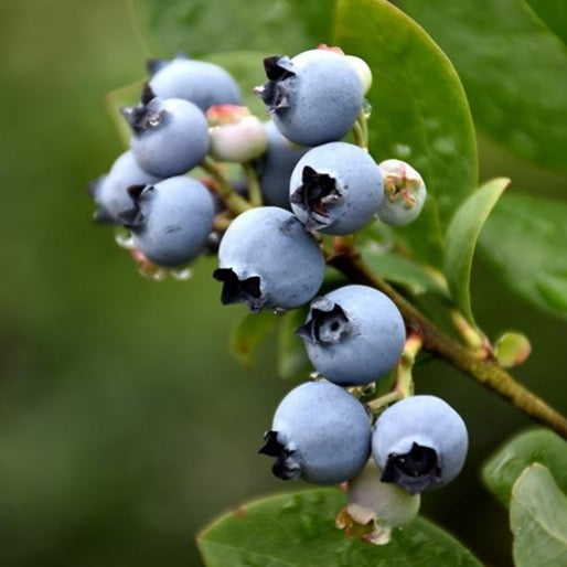 Vaccinium 'Northblue' (Bleuet ‘Northblue’)