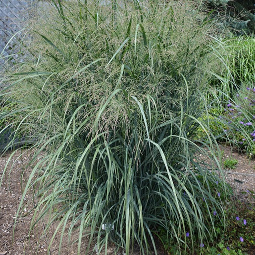 Panicum virgatum 'Northwind' (Panic érigée 'Northwind')